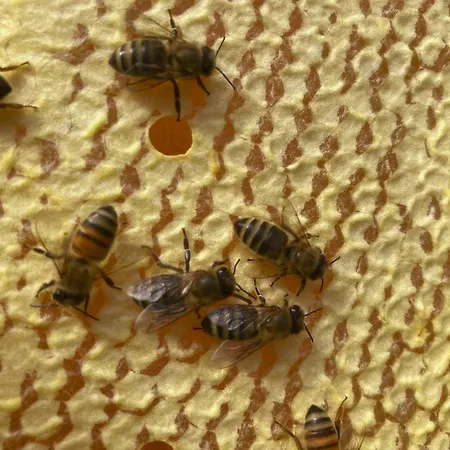 לינה וארוחת בוקר La Ruche 3*